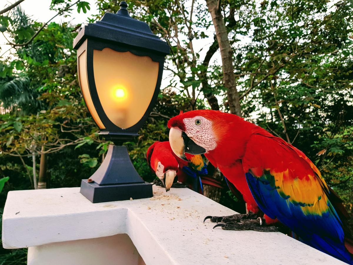 Casa Hotel Mare Nostrvm Manuel Antonio Bagian luar foto